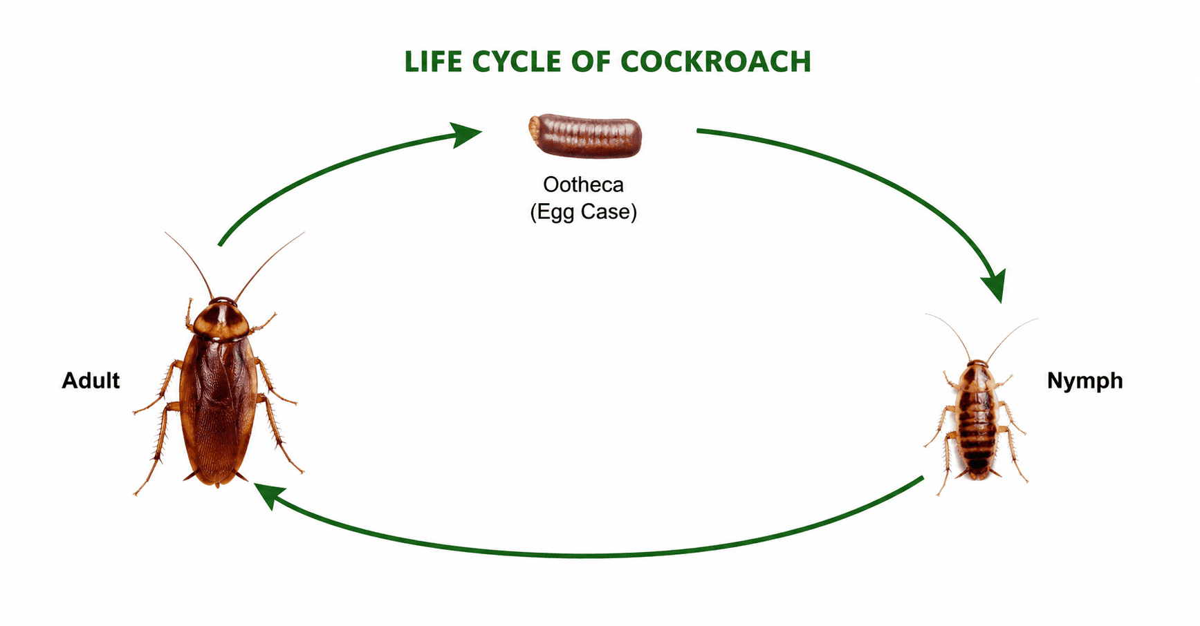 Life cycle stages destroyed by heat treatment