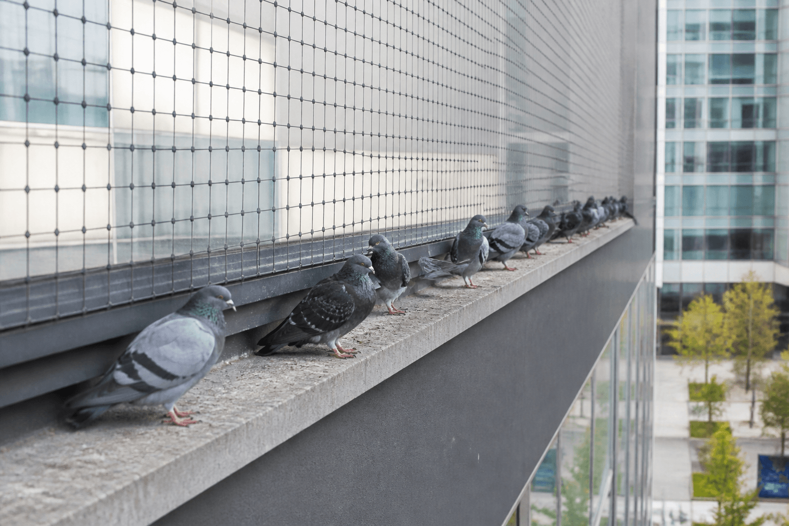 Pigeons roosting on a commercial building ledge