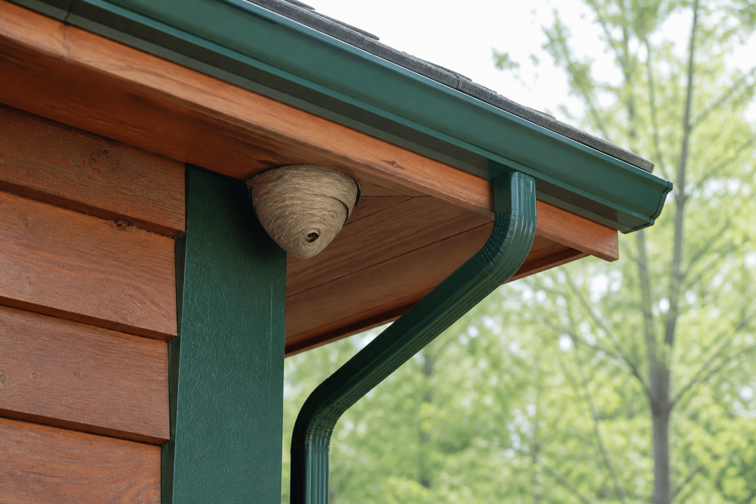 Paper wasp nest under residential eaves